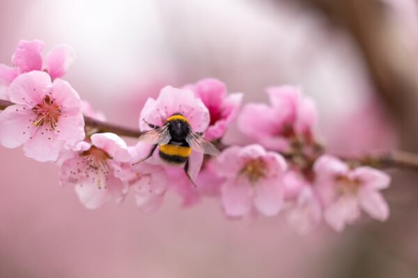 bee-7299967_12801