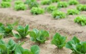 Incontro pubblico: Prodotti biologici del Frignano alla nostra tavola