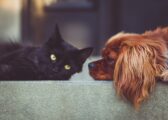 Approvato il nuovo Regolamento comunale per il benessere e la tutela degli animali