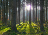 Rigenerazione della pineta di mezzo e pineta bassa